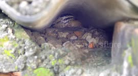 Snake catcher manages to grasp aggressive serpent in India