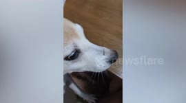 Pet dog pays owner with pieces of paper in exchange for its food