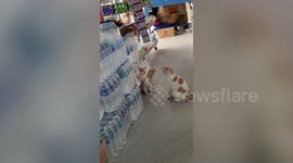 Naughty pet kitten caught scratching tissue boxes at store