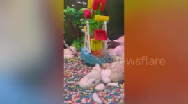 Pet goldfish trapped in aquarium ferris wheel rescued