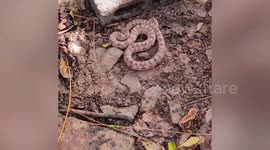 Wild banded kukri snake camouflaging in mud lunges at resident