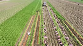 Farmers Harvest Carrots At A Farm in Weifang, China