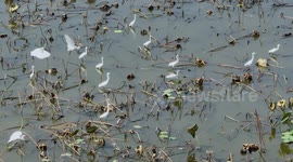 Egrets at Qiantang Wetland Park in Nanning, China