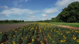 A beautiful field of sunflowers gather sunlight on a beautiful day in McConnells
