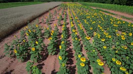 A beautiful field of sunflowers gather sunlight on a beautiful day in McConnells
