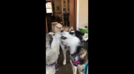 My Alakan Malamutes are a howling success when it comes to singing