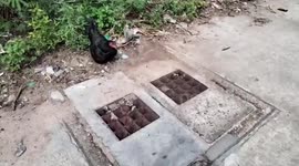 Eight chicks rescued after falling down manhole while searching for food with mother hen