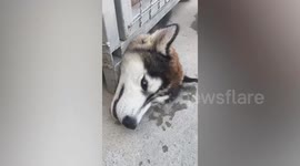 Naughty Siberian Husky pretends to be stuck to make owner open cage