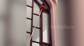 Wild monkey rescued after climbing up mosque windows