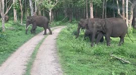 Elephant charges group of tourists that got too close