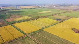 Farmers Driving Harvester To Harvest Late Rice In Nanjing, China