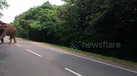 How the motorcycle escaped from the wild elephant on the highway