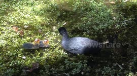 Coot parents feed their tiny bald chicks on algae, then peck them when their begging becomes annoying