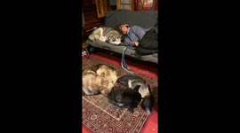 Let Sleeping Dogs Lie is good advice when  my son and 3 Alaskan Malamutes were fast asleep in front of the telly