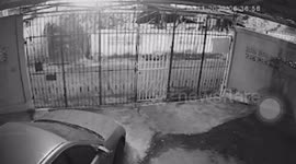 Large monitor lizard breaks resident’s gate as it escapes guard dog