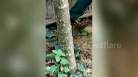 Snake strays inside bundle of wheat in northeastern India, rescued