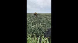 Men use their heads to transport tens of tons of pineapples on hundreds of meters-long pineapple fields