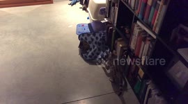 Bengal Cats Albus and Ella Fight for the Right to Occupy The Blue Spotted Tent