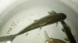 Fish of the the river ini indonesia...now is rare