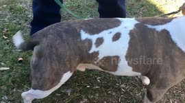 This dog has an amazing print of a dog naturally in its fur!