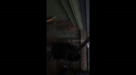 Dog has hilarious reaction to walking on snow
