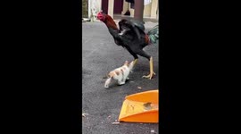 The rooster is hiding from the chasing of fearless kittens