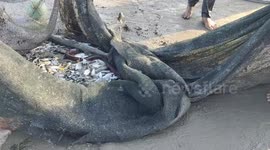 Sea Snake Trapped in A Net of Traditional Fishermen in Alue Naga