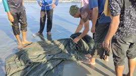 Sea Turtle Trapped in A Net of Traditional Fishermen in Alue Naga