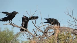Ravenous, noisy baby Crows harassing their parents for food.