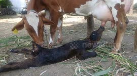 Newborn calf lies on floor whilst mother feeds it