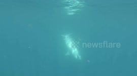 A clever sea turtle managed to avoid being eaten by a hungry shark while a diver watched nearby