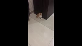 A cute kitten is playing with a ball in a funny way!