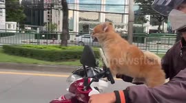 Pet chihuahua joins delivery rider at work by balancing on handlebars