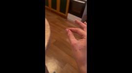 Funny dog eats invisible treats