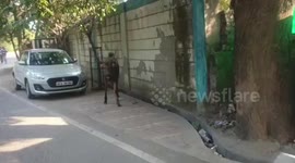 People rescue deer wandering around Indian streets and hiding in house