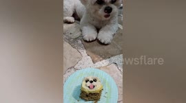 Jealous pet dog steals birthday cake of his friend