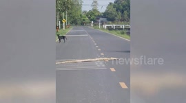 Chunky 10ft-long wild python holds up traffic as it crosses road in Thailand