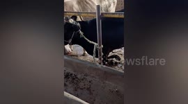 Chinese farmer keeps cow after it appears to beg not to be sold
