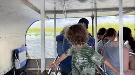 Massive alligator gets very close to tour boat in Florida Everglades