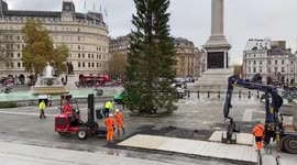 Public is divided over look of new Christmas tree in London's Trafalgar Square