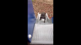 French bulldog loves spending time on outdoor playgrounds