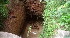 Quite a moo-ve: Cow stuck in well is rescued after 5 long hours in southern India