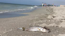 Months after Hurricane Ian, Florida coast still plagued by fish-killing red tide