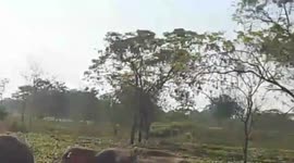 Man seen whipping elephant calf in northeastern India