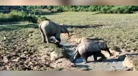 Herd of elephants spreads panic, strays in residential area in northeastern India