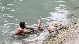 Brave officials save nilgai from drowning in canal in northern India