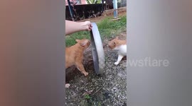 Two amusing cats only fight when they see each other's faces
