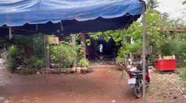 Villager, 68, gored to death by pet boar he raised 'as a friend' in Thailand