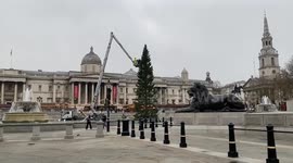 Trafalgar Square's meagre Christmas tree mocked by Londoners