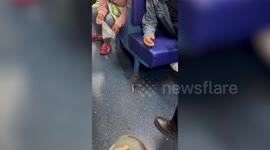 Escaped eel slithers across train coach amid amused passengers in Thailand